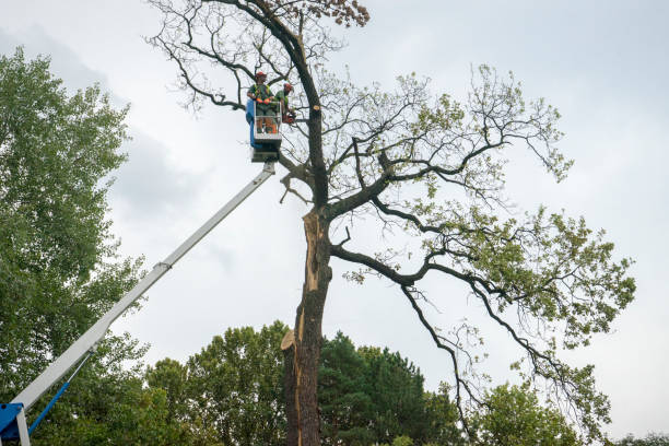 Best Leaf Removal  in Montague, MI