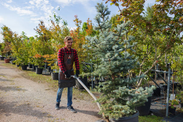 How Our Tree Care Process Works  in  Montague, MI